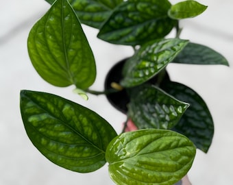 May include: Close-up of a vibrant green houseplant with large, textured leaves. The plant is in a black pot and appears healthy, with visible veins on the leaves. The leaves have a glossy sheen, indicating good health.
