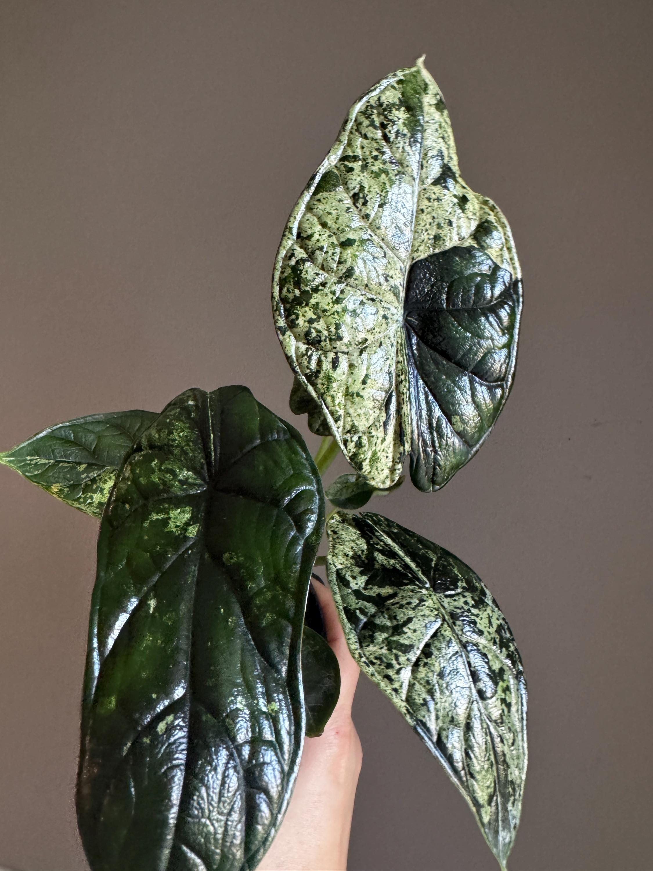 Alocasia Dragon Scale Variegated - Etsy