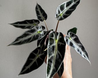 Alocasia Bambino 4"