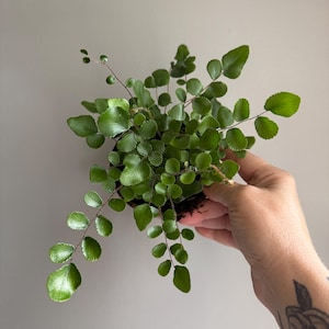 May include: A button fern plant featuring numerous small, round, glossy green leaflets arranged along thin, dark, wiry stems. The plant has a dense, spreading growth habit with foliage that radiates outward from a central root base.