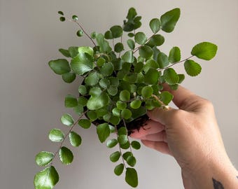 May include: A button fern plant featuring numerous small, round, glossy green leaflets arranged along thin, dark, wiry stems. The plant has a dense, spreading growth habit with foliage that radiates outward from a central root base.