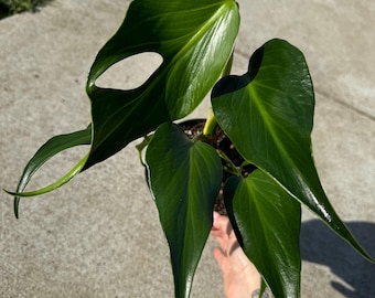 Monstera Burle Marx Flame