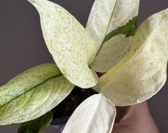 Monstera Laniata Mint – Rare Marbled Variegated Houseplant, Collector Plant