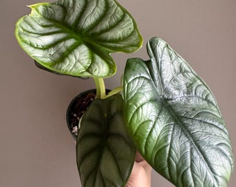 Alocasia Silver Dragon Plant – Rare Silver Veined Foliage, 4 inch Pot
