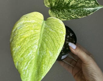 Monstera Mint 4" Variegated Monstera Rare Houseplant