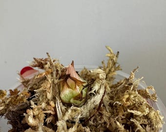 Mystery Corm — Surprise Aroid Starter | Grow-Your-Own Plant