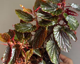 その他観葉植物 Aglaonema Black Sumatra Aglaonema Black Sumatra: Colorful Accent Plant - 4