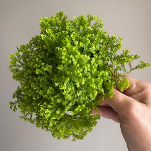 May include: A vibrant green plant with dense, textured foliage. The plant has a rounded shape and is held against a neutral background. The bright green color suggests a healthy, thriving plant, perfect for adding a touch of nature indoors or outdoors.