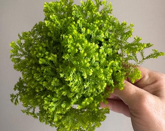 Fern Golden Moss 4"