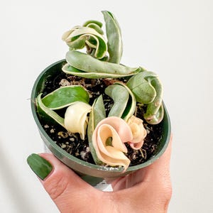 Hoya Compacta &#39;Rope&#39; Variegated 4&quot;