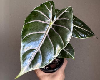 Alocasia Longiloba Purple Vein Rare Houseplant – Striking Veining, Tropical Jungle Plant