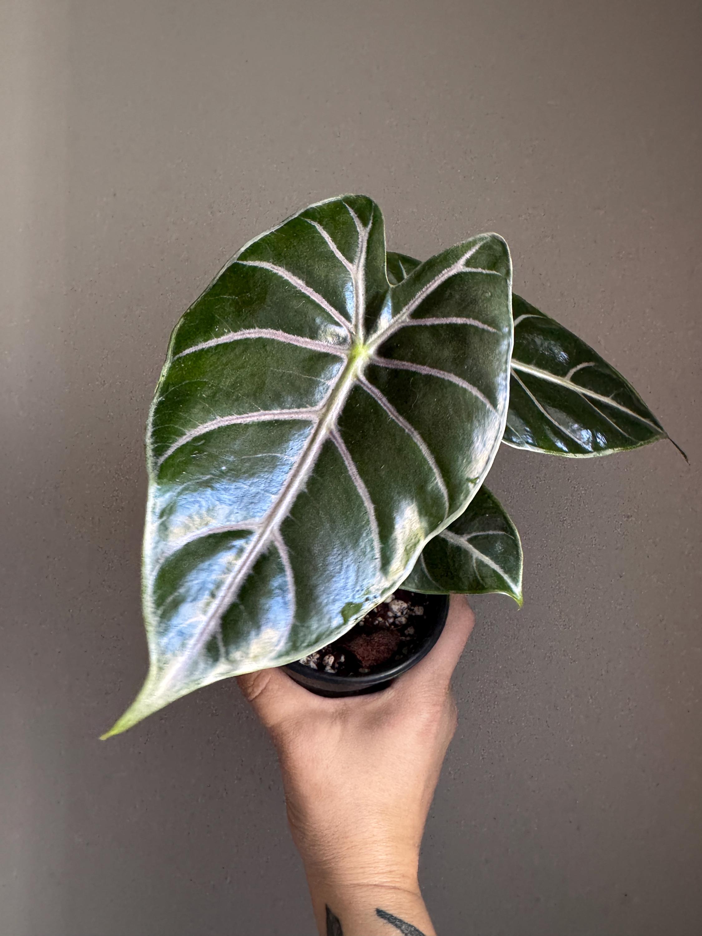 Rare Alocasia Plants - Etsy