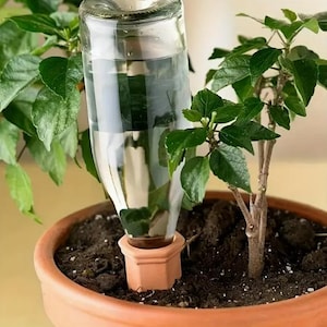 Olla - Self Watering Plant Stakes