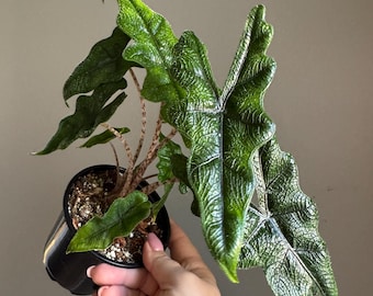 Alocasia Jacklyn (Multiple Sizes Available)