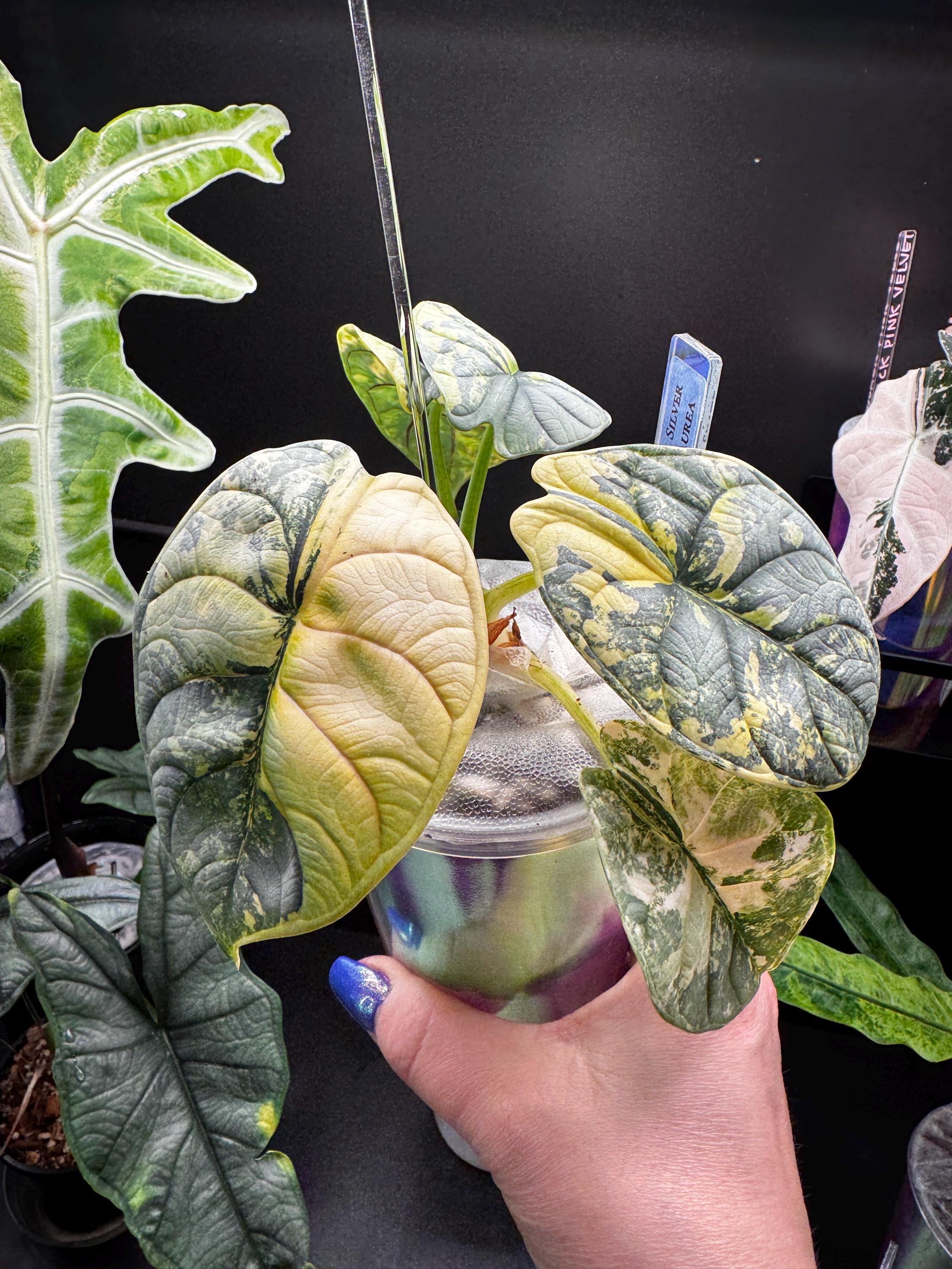 その他観葉植物 Alocasia Silver Dragon Yellow Variegated Alocasia Baginda 'Silver Dragon' Variegata Aurea Rare – Plant Circle