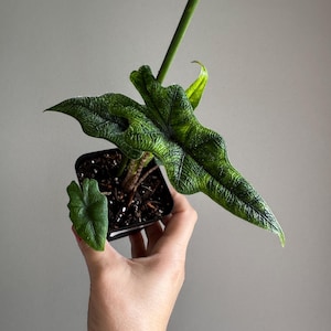 Alocasia Jacklyn 3&quot;