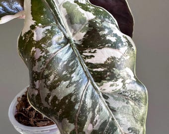 Alocasia Azlanii Pink Variegated — Corm Only | Rare Pink Aroid | Collector Plant