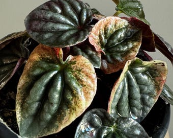 Peperomia ‘Abricos’ — 4" Compact Foliage Houseplant | Easy Care Favorite