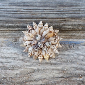 May include: A decorative seashell starburst made from a variety of small seashells in shades of brown, white, and beige. The starburst is arranged in a circular pattern with the points of the starburst extending outwards.
