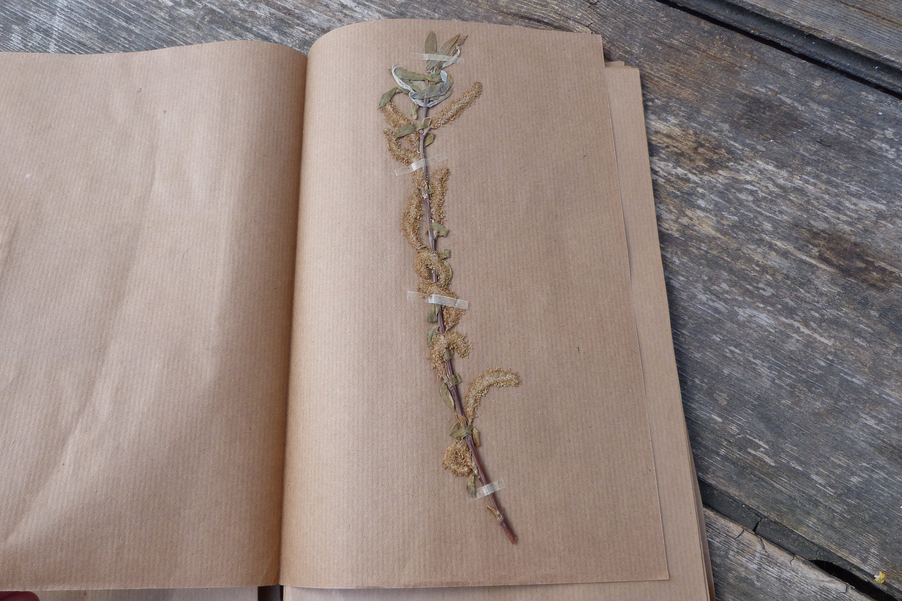 Herbier Ancien Date Inconnue Plante Sechée Saule Des Vanniers