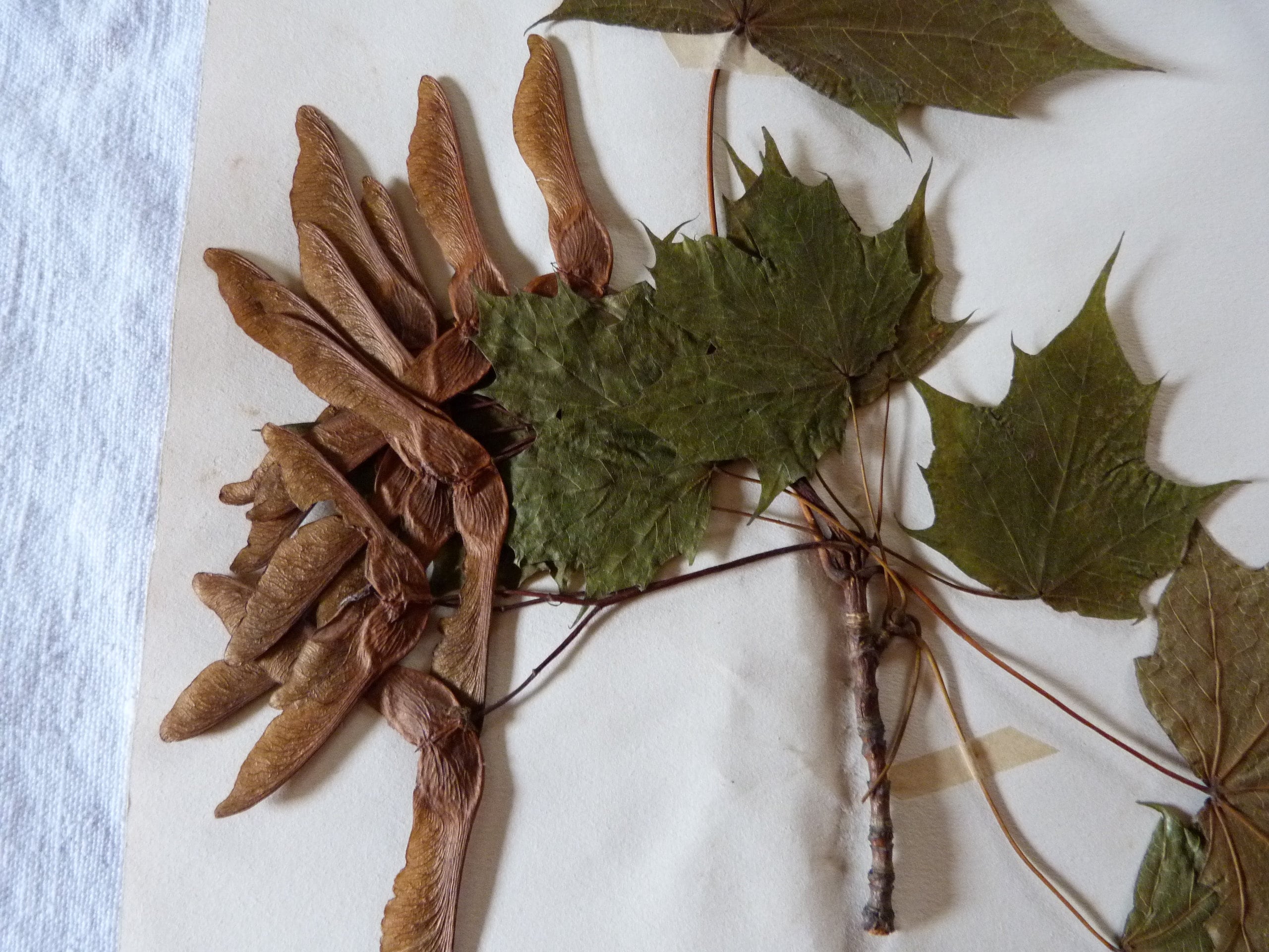 Vintage Old French Herbarium/botanical Plate Erable -platane Faux Sycomore  - Etsy, image size:2560x1920