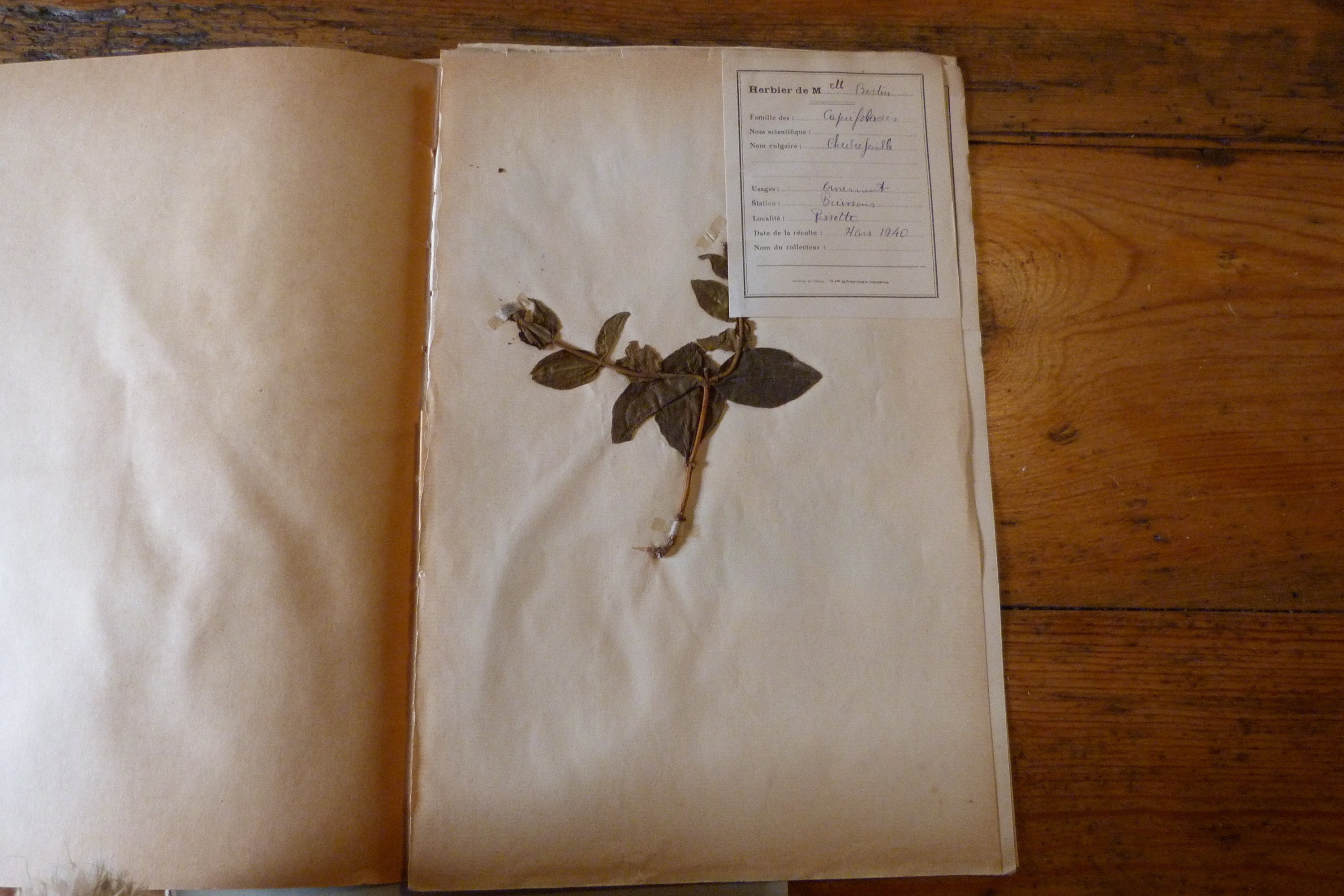 Herbier Daté 1939 Plante Sechée Caprifoliacées Chevrefeuille