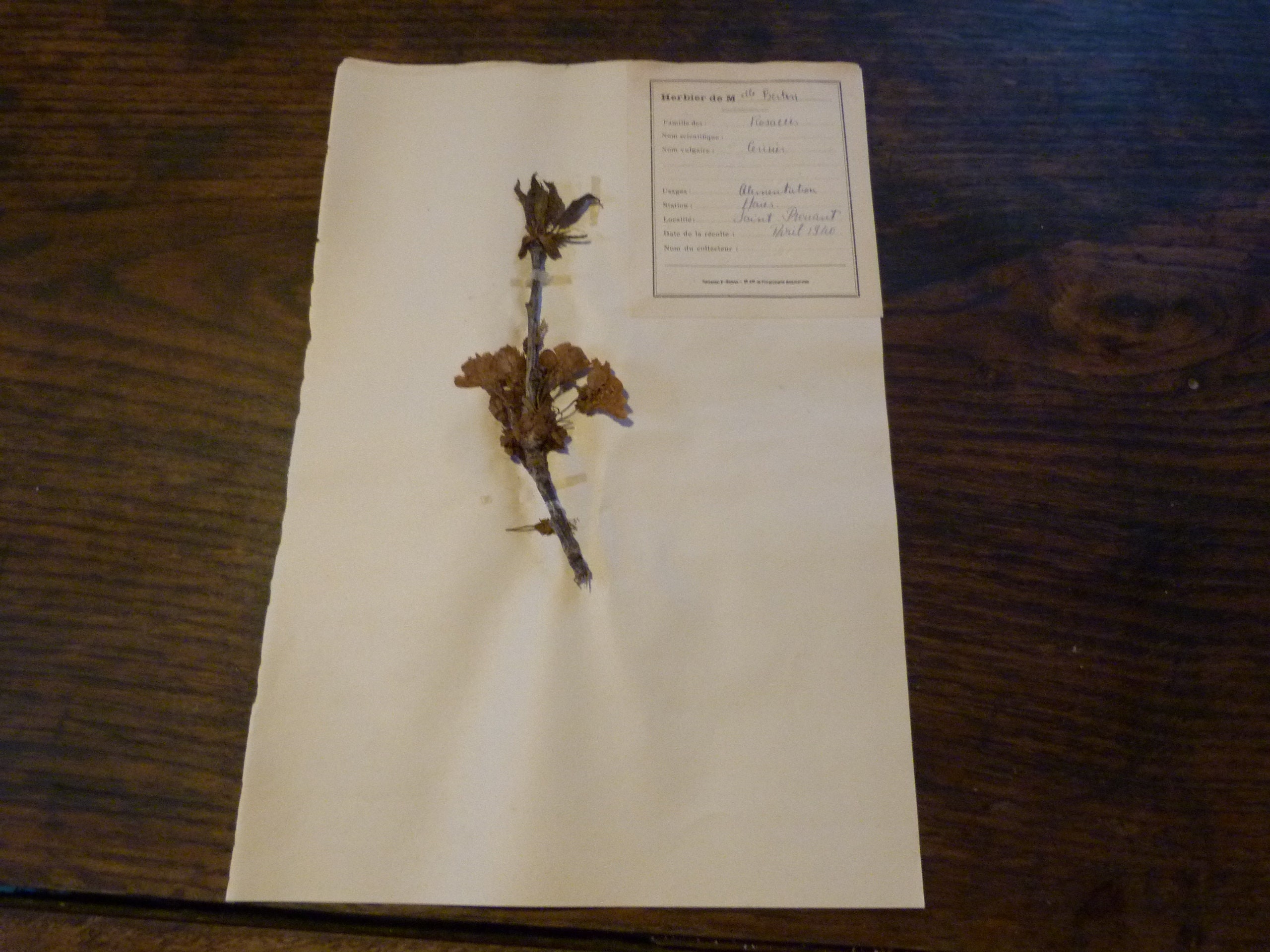 Herbier Daté 1939 Plante Sechèe Cerisier Non Encadré