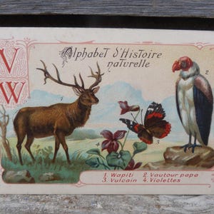 Chromolithographie  Alphabet Histoire naturelle lettre V et W