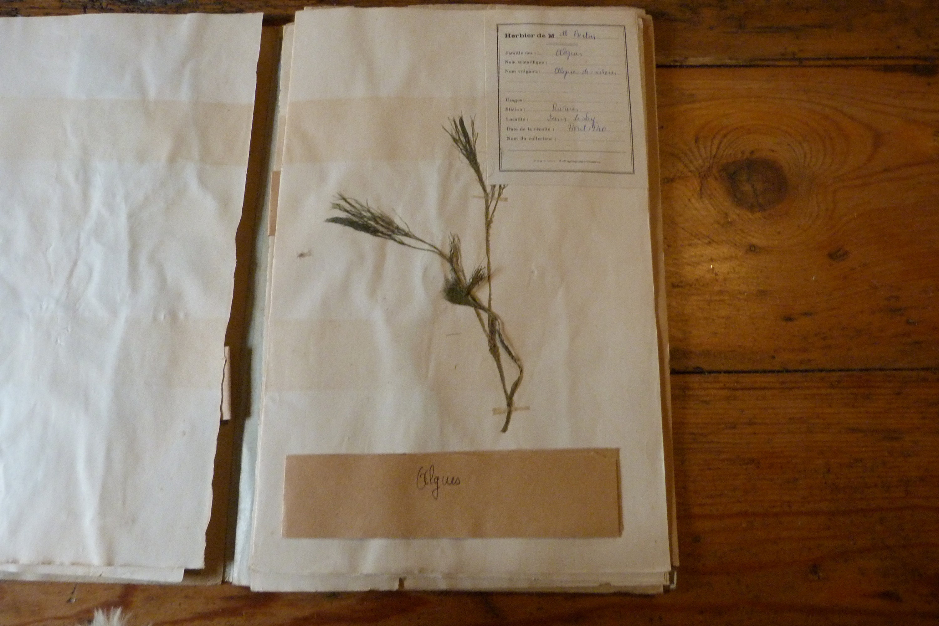 Herbier Daté 1939 Plante Sechée Algues Des Rivières