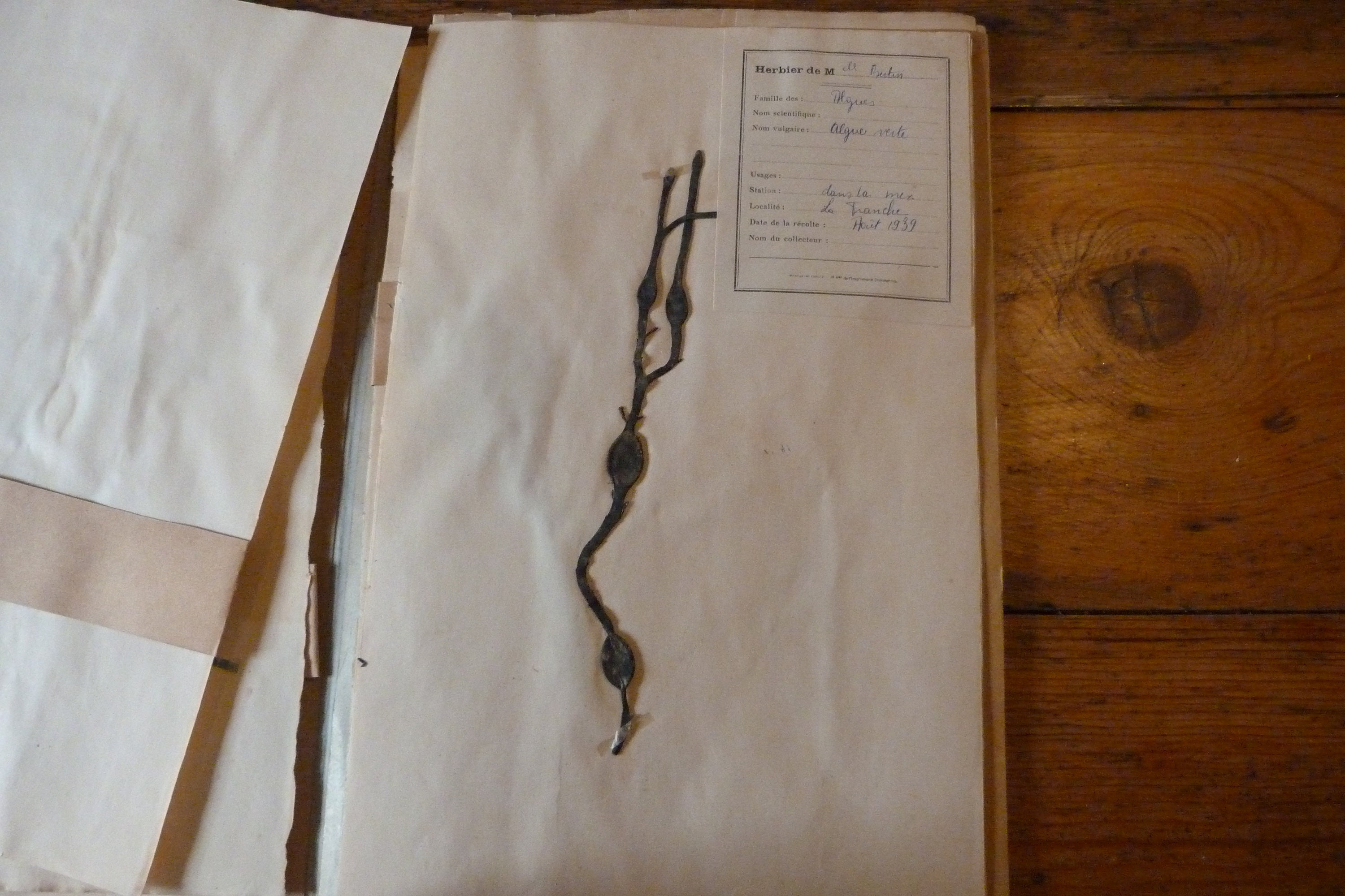 Herbier Daté 1939 Plante Sechée Algues Des Rivières