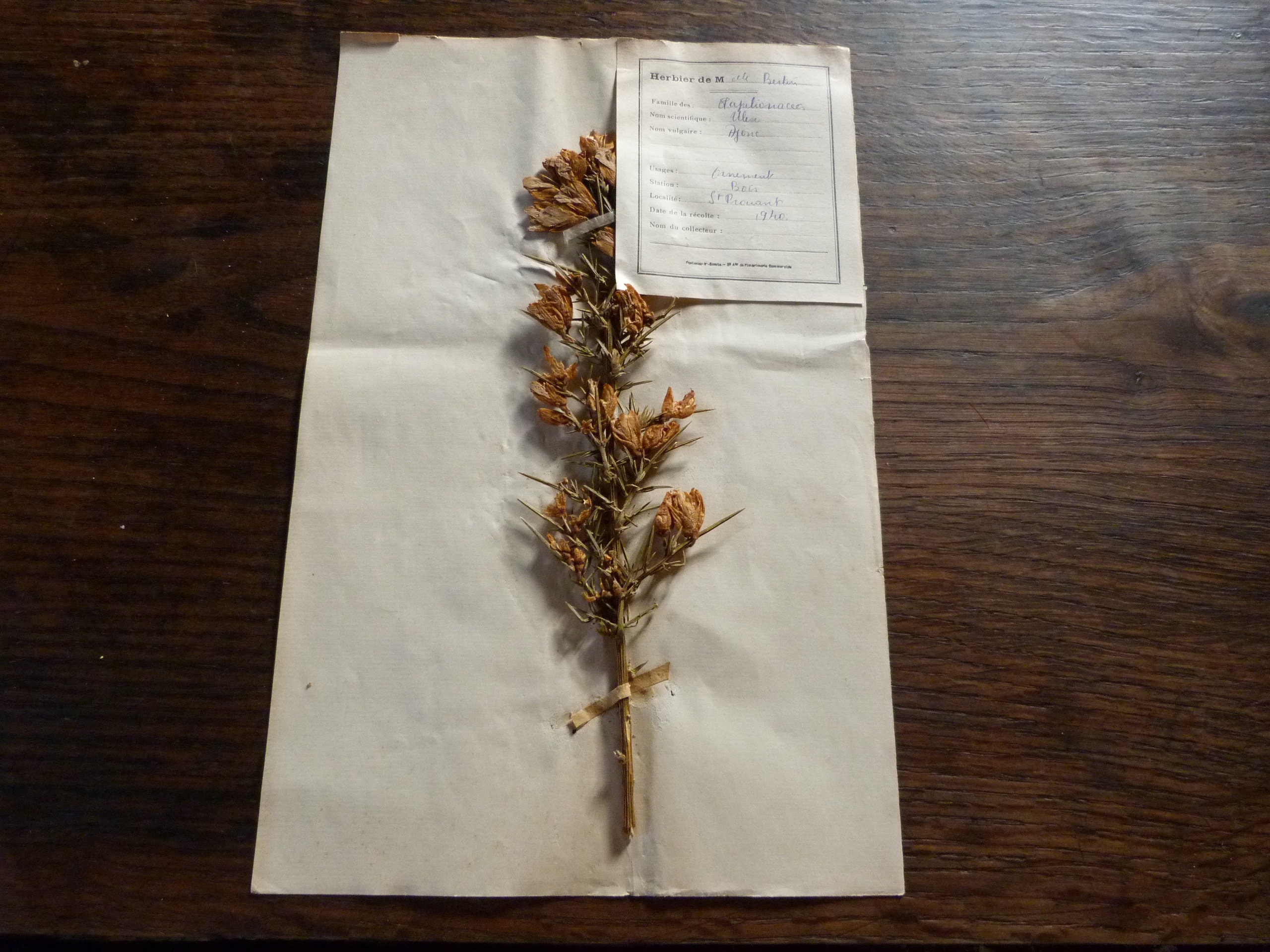 Herbier Daté 1940 Plante Sechèe Ajon Non Encadré