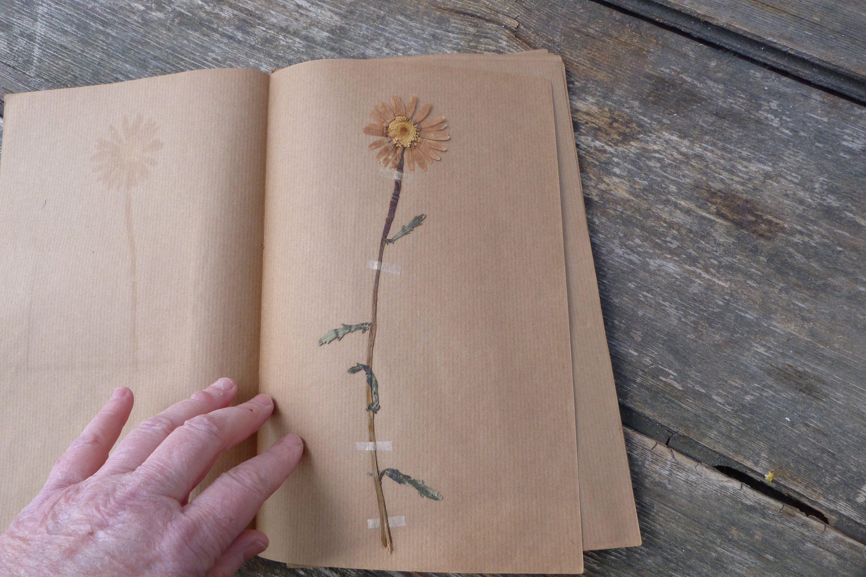 Herbier Ancien Date Inconnue Plante Sechée Marguerite