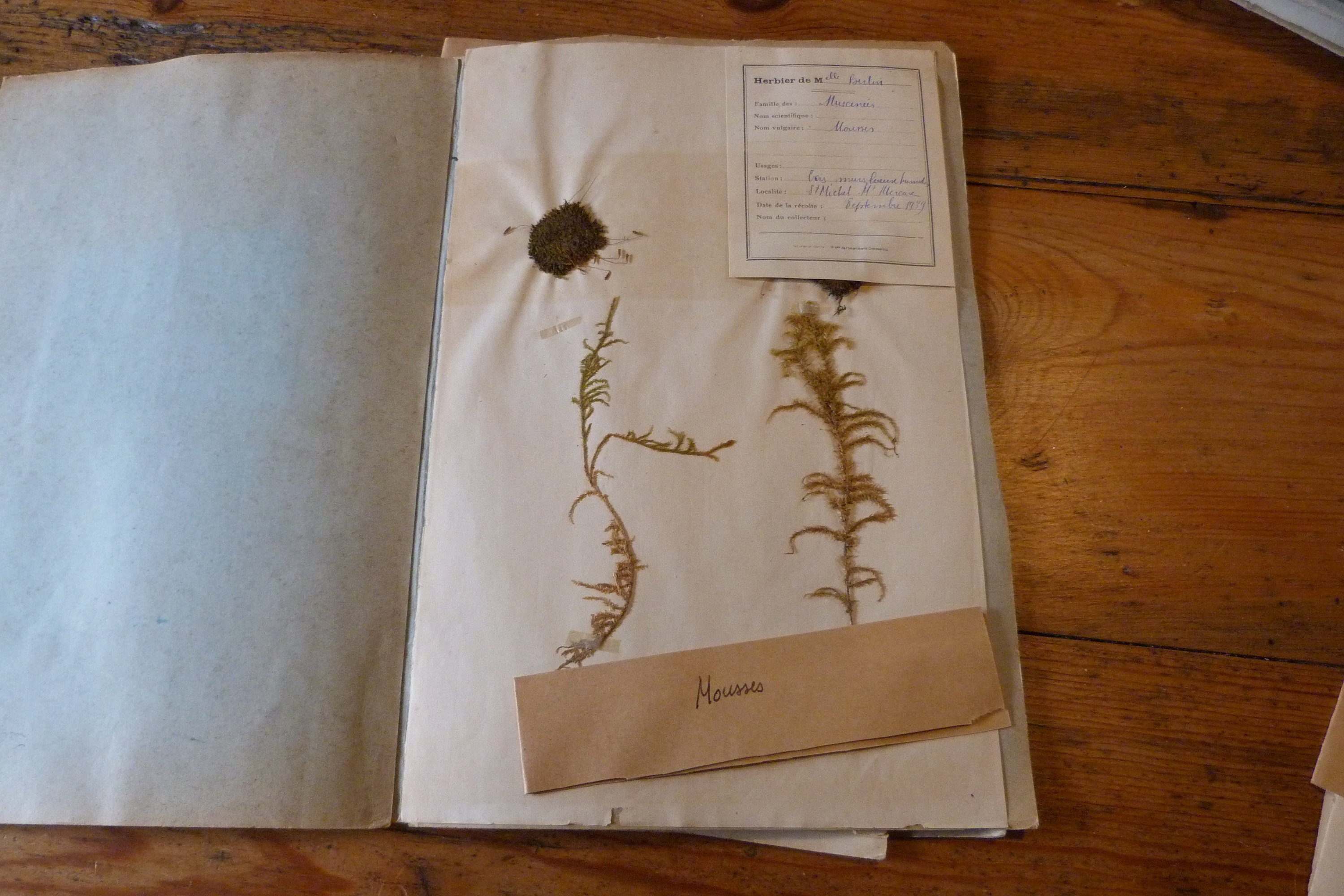 Herbier Daté 1939 Plante Sechée Mousses