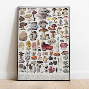 Póster de hongos de Adolphe Millot, ilustración vintage de hongos, arte mural botánico, grabado de Larousse, gráfico de hongos antiguo, regalo para amantes de los hongos