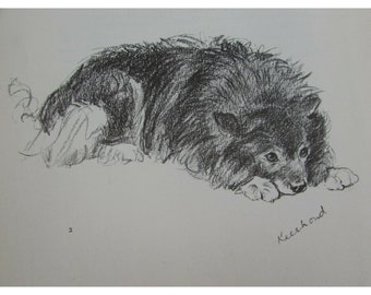 Lucy Dawson 1937 Keeshond Dog Print Print 31882 Vintage Johnnie