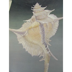 May include: A large, white seashell with a spiky, intricate design. The shell is on a dark green background.