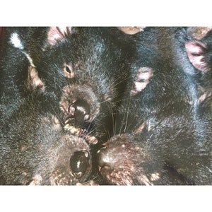 May include: Close-up of several Tasmanian devils, showcasing their black fur, pink ears, and distinctive snouts. The image highlights their sharp teeth and intense gaze, capturing the unique features of these marsupials.