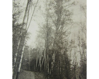 May include: Black and white photograph of a forest scene. Tall trees with bare branches dominate the image, with a path winding through the trees. The photograph has a vintage feel.