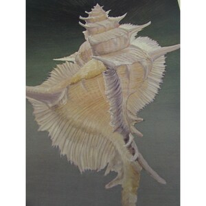 May include: A detailed painting of a large, white seashell with intricate ridges and a spiral shape. The shell is set against a dark green background.