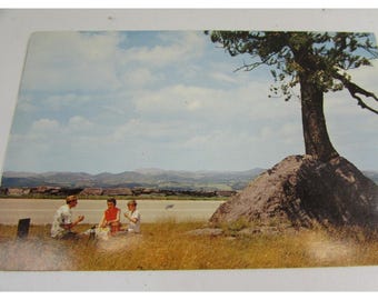 Vintage Blue Ridge Parkway Tree Growing out of Rock Postcard 51433