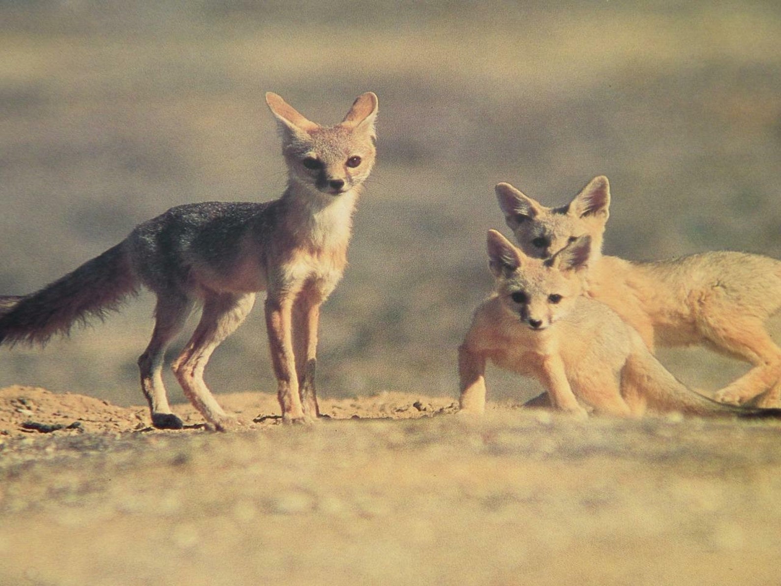 Vintage San Joaquin Kit Fox Photographic print Photograph Etsy