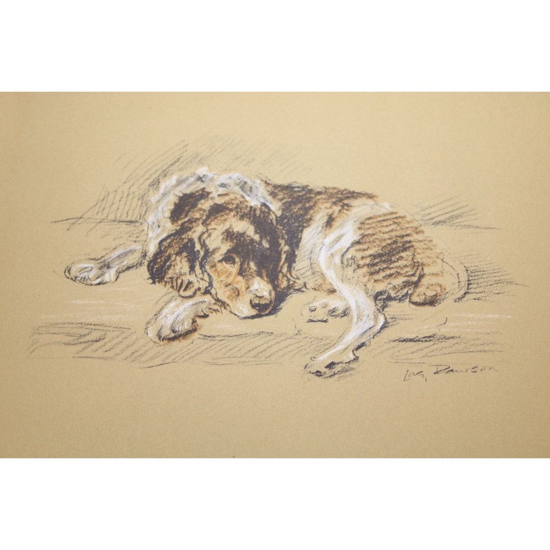 Lucy Dawson 1937 Welsh Springer Spaniel Print Vintage 90485 Jane - Etsy