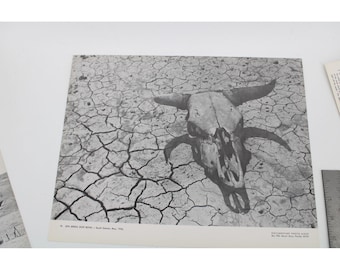 Dustbowl Dust Bowl Cow Skull South Dakota Photo Repro Print DPA 94292
