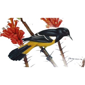 Oriole Bird Postcard Peterson Scotts Vintage 54679