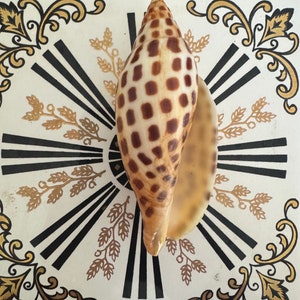 May include: A brown and white seashell with a spotted pattern, displayed on a white tile with a black and gold design.