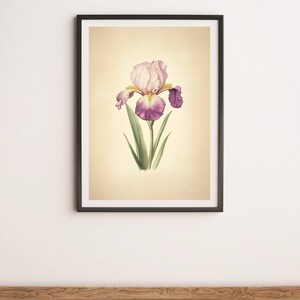 Pink and Purple Iris Botanical Illustration Wall Art Digital Poster Print