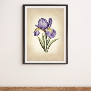 Purple and Yellow Iris Botanical Illustration Wall Art Digital Poster Print