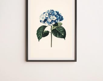 Dark Blue Hydrangea Flower Botanical Illustration Wall Art Digital Poster Print
