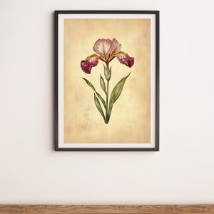 Magenta Iris Vintage Style Botanical Illustration Wall Art Digital Poster Print