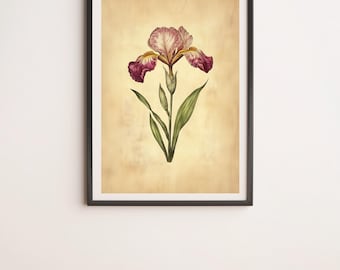 Magenta Iris Vintage Style Botanical Illustration Wall Art Digital Poster Print